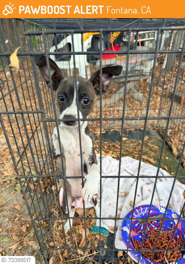 Found/Stray Male Dog last seen Tamarind, Fontana, CA 92335