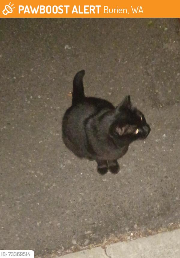 Found/Stray Female Cat last seen Ambaum Blvd, Burien, WA 98146