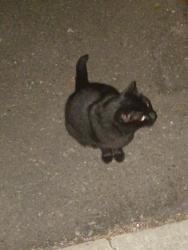 Found/Stray Female Cat last seen Ambaum Blvd, Burien, WA 98146