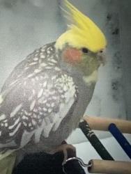 Lost Female Bird last seen Bayview/finch, Toronto, ON M2K 2C8