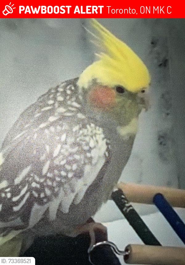 Lost Female Bird last seen Bayview/finch, Toronto, ON M2K 2C8