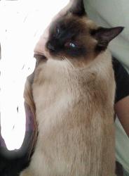 Lost Male Cat last seen Near S. 7200 W.-8000 W., Magna, UT 84044