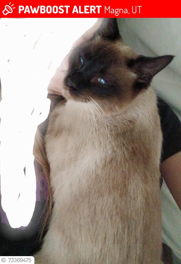 Lost Male Cat last seen Near S. 7200 W.-8000 W., Magna, UT 84044