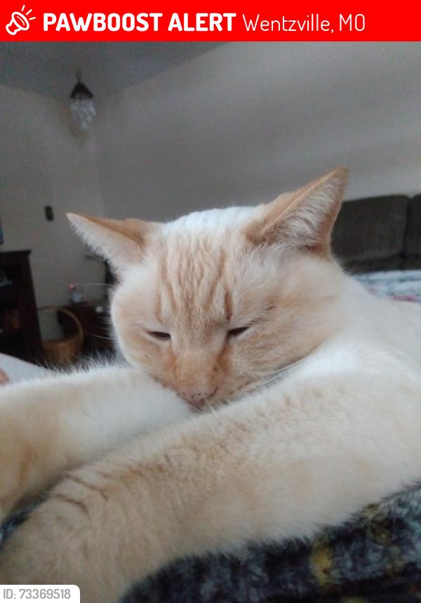 Lost Female Cat last seen Cheryl Ann Drive Wentzville, MO, Wentzville, MO 63385