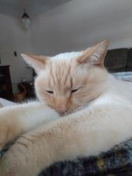 Lost Female Cat last seen Cheryl Ann Drive Wentzville, MO, Wentzville, MO 63385