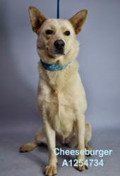 Shelter Stray Female Dog last seen Near BLOCK D ST, TAFT CA 93268, 3951 Fruitvale Ave, Bakersfield, CA 93308, USA