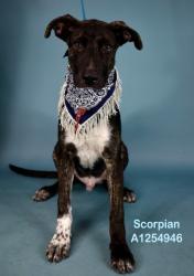 Shelter Stray Male Dog last seen Near BLOCK S I ST, BAKERSFIELD CA 93304, 3951 Fruitvale Ave, Bakersfield, CA 93308, USA
