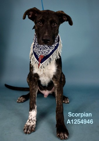 Shelter Stray Male Dog last seen Near BLOCK STAR CT, BAKERSFIELD CA 93308, 3951 Fruitvale Ave, Bakersfield, CA 93308, USA