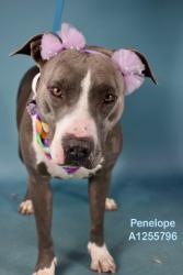 Shelter Stray Female Dog last seen Near BLOCK DIAMOND SPRINGS DR, BAKERSFIELD CA 93313, 3951 Fruitvale Ave, Bakersfield, CA 93308, USA