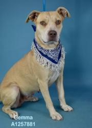 Shelter Stray Female Dog last seen Near BLOCK SEQUOIA DR, BAKERSFIELD CA 93308, 3951 Fruitvale Ave, Bakersfield, CA 93308, USA