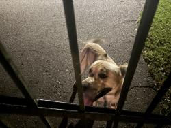 Found/Stray Male Dog last seen Hillman grove rd & 24/27, Harnett County, NC 28326