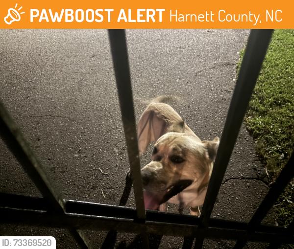 Found/Stray Male Dog last seen Hillman grove rd & 24/27, Harnett County, NC 28326