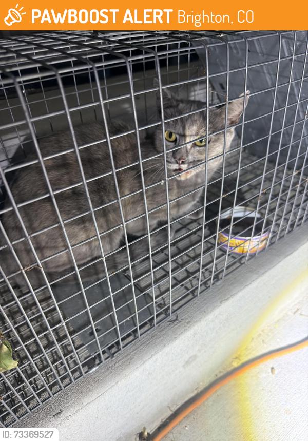 Found/Stray Unknown Cat last seen 7th and Longs Peak, Brighton, CO 80601