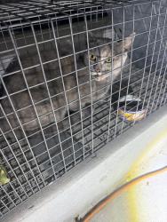 Found/Stray Unknown Cat last seen 7th and Longs Peak, Brighton, CO 80601
