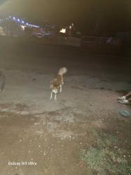 Found/Stray Female Dog last seen SantiEsteban and John Henry, El Paso, TX 79938
