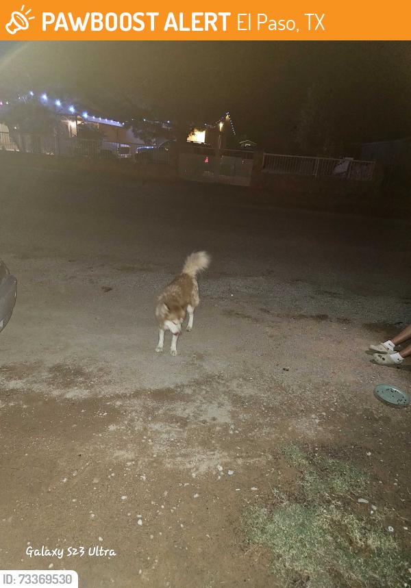 Found/Stray Female Dog last seen SantiEsteban and John Henry, El Paso, TX 79938