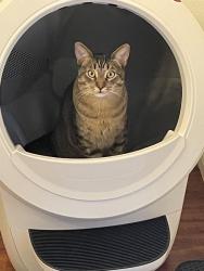 Lost Male Cat last seen Bryan and Jeffrey, Irvine, CA 92620