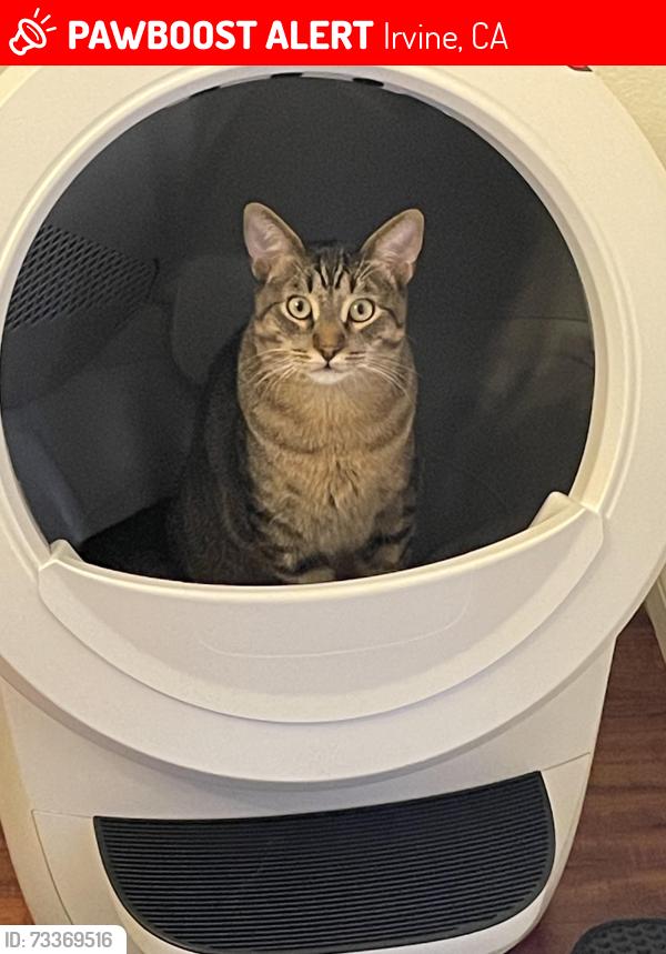 Lost Male Cat last seen Bryan and Jeffrey, Irvine, CA 92620