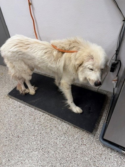 Shelter Stray Female Dog last seen N USHWY 321, County/Unicorporated, NC, 1491 Business Park Ct, Gastonia, NC 28052, USA