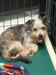 Reunited Male Dog last seen Via Bello, San Diego, CA 92111