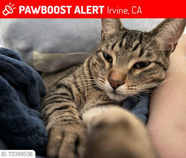 Lost Male Cat last seen Bryan and Jeffrey, Irvine, CA 92620