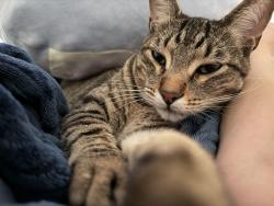 Lost Male Cat last seen Bryan and Jeffrey, Irvine, CA 92620