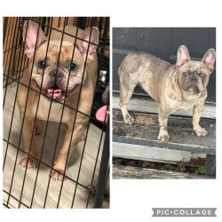 Lost Female Dog last seen Conley st and Faulkner, Houston, TX 77021
