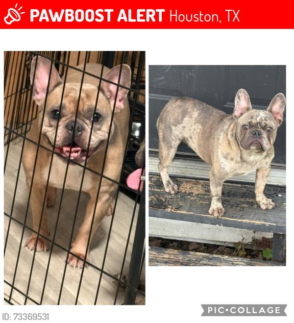 Lost Female Dog last seen Conley st and Faulkner, Houston, TX 77021