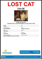 Lost Female Cat last seen Buchanan Pine Ln Katy Tx, Harris County, TX 77449
