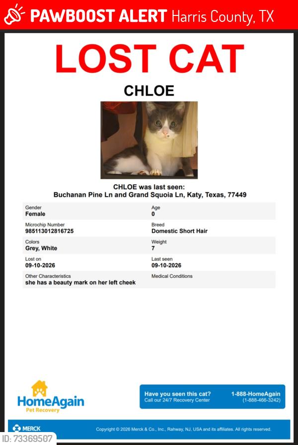 Lost Female Cat last seen Buchanan Pine Ln Katy Tx, Harris County, TX 77449