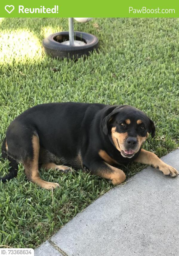 Reunited Female Dog last seen Wilkins Dr, 78410, Corpus Christi, TX 78410