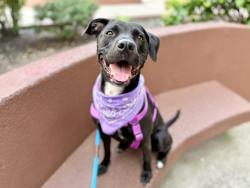 Shelter Stray Female Dog last seen Apt 2,256 W 111th Street, NEW YORK, NY, 10026, 326 E 110th St, New York, NY 10029, USA