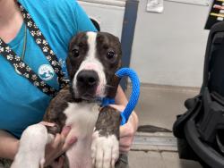 Shelter Stray Male Dog last seen Bradhurst Avenue &, W 151st St, New York, NY 10039, NEW YORK, NY, 10039, 326 E 110th St, New York, NY 10029, USA