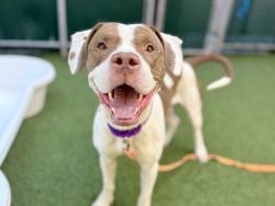 Shelter Stray Male Dog last seen Near Cross Bronx Expressway, BRONX, NY, 10457, 326 E 110th St, New York, NY 10029, USA