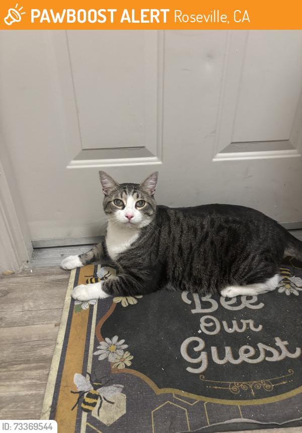 Found/Stray Unknown Cat last seen Junction, Roseville, CA 95747
