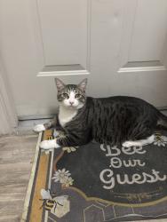 Found/Stray Unknown Cat last seen Junction, Roseville, CA 95747
