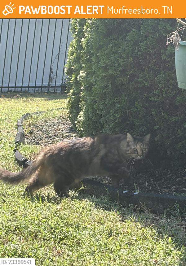 Found/Stray Unknown Cat last seen Foundry Circle and Spring Cove Dr, Murfreesboro, TN 37128