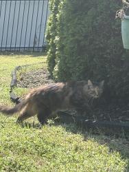 Found/Stray Unknown Cat last seen Foundry Circle and Spring Cove Dr, Murfreesboro, TN 37128