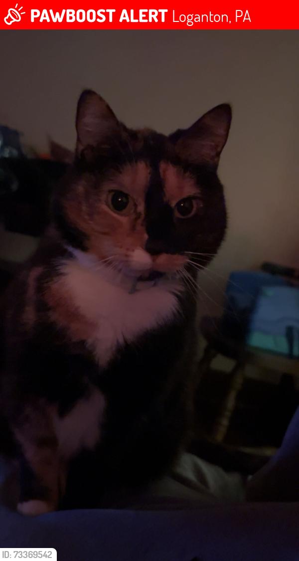 Lost Female Cat last seen near amish, or amish barns or potentially renovo., Loganton, PA 17747