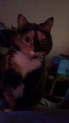 Lost Female Cat last seen near amish, or amish barns or potentially renovo., Loganton, PA 17747