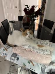 Lost Female Cat last seen near universal church, Miami, FL 33125