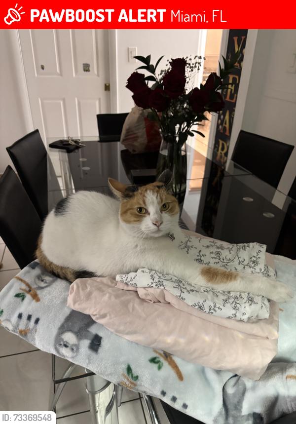 Lost Female Cat last seen near universal church, Miami, FL 33125