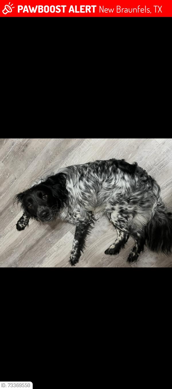 Lost Male Dog last seen Lonesome creek trail, New Braunfels, TX 78130