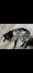 Lost Male Dog last seen Lonesome creek trail, New Braunfels, TX 78130