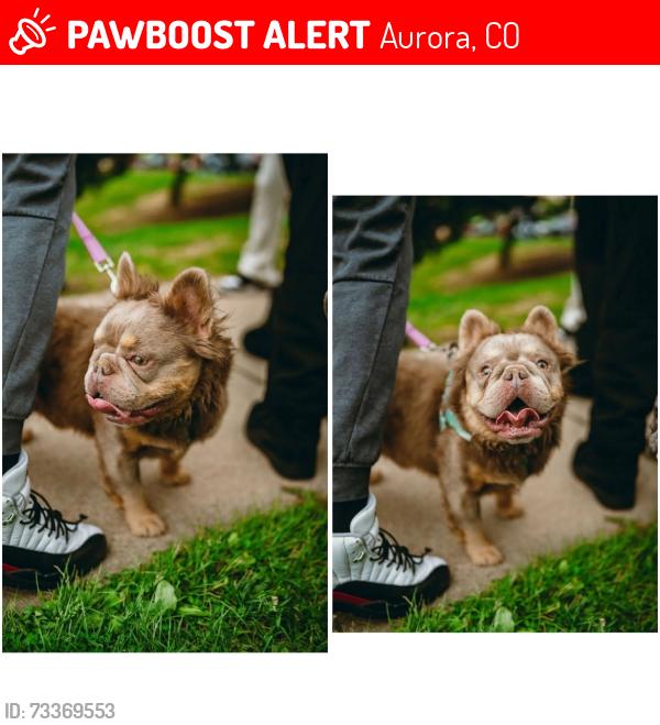 Lost Male Dog last seen jarvis place aurora colorado, Aurora, CO 80013