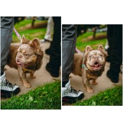 Lost Male Dog last seen jarvis place aurora colorado, Aurora, CO 80013