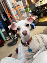 Lost Female Dog last seen Near Valencia Parkway, San Diego, CA 92114, San Diego, CA 92114