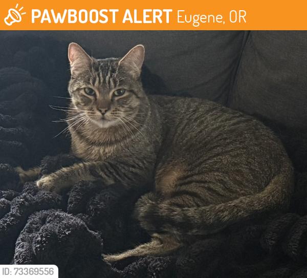 Found/Stray Male Cat last seen Mckenna ests, Eugene, OR 97401