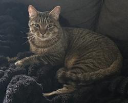 Found/Stray Male Cat last seen Mckenna ests, Eugene, OR 97401