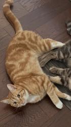 Lost Male Cat last seen 28ave and king George blvd, Surrey, BC V4P 1B8
